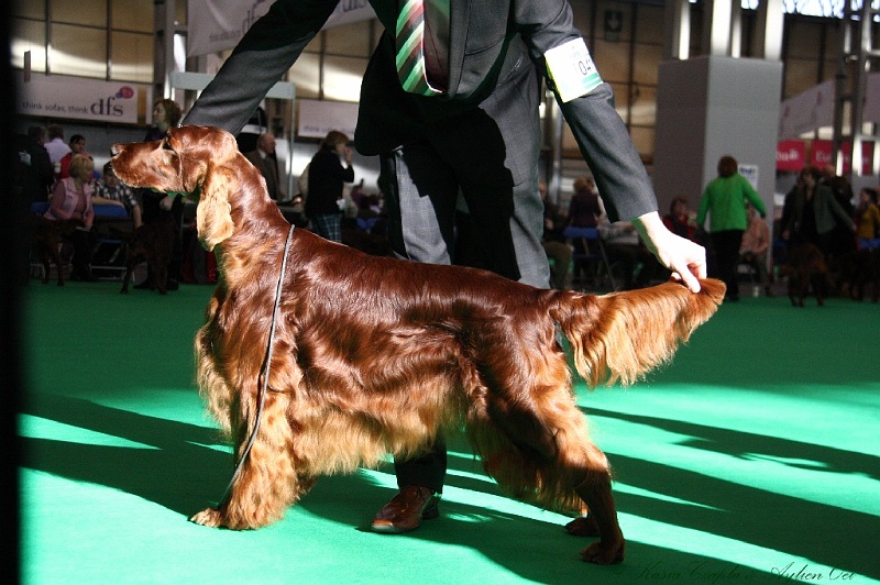 Crufts2011 082.jpg